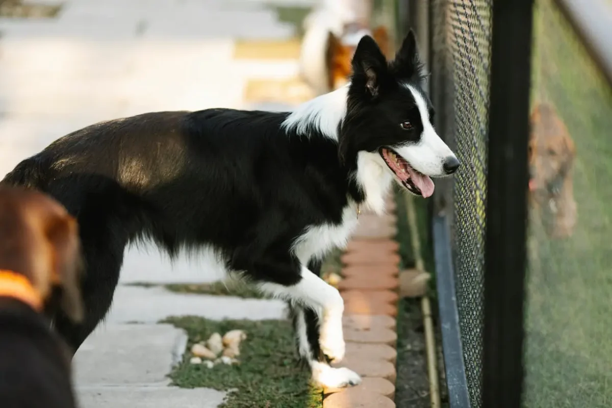 Pet-Proof Fencing How to Stop a Dog From Digging Under a Fence