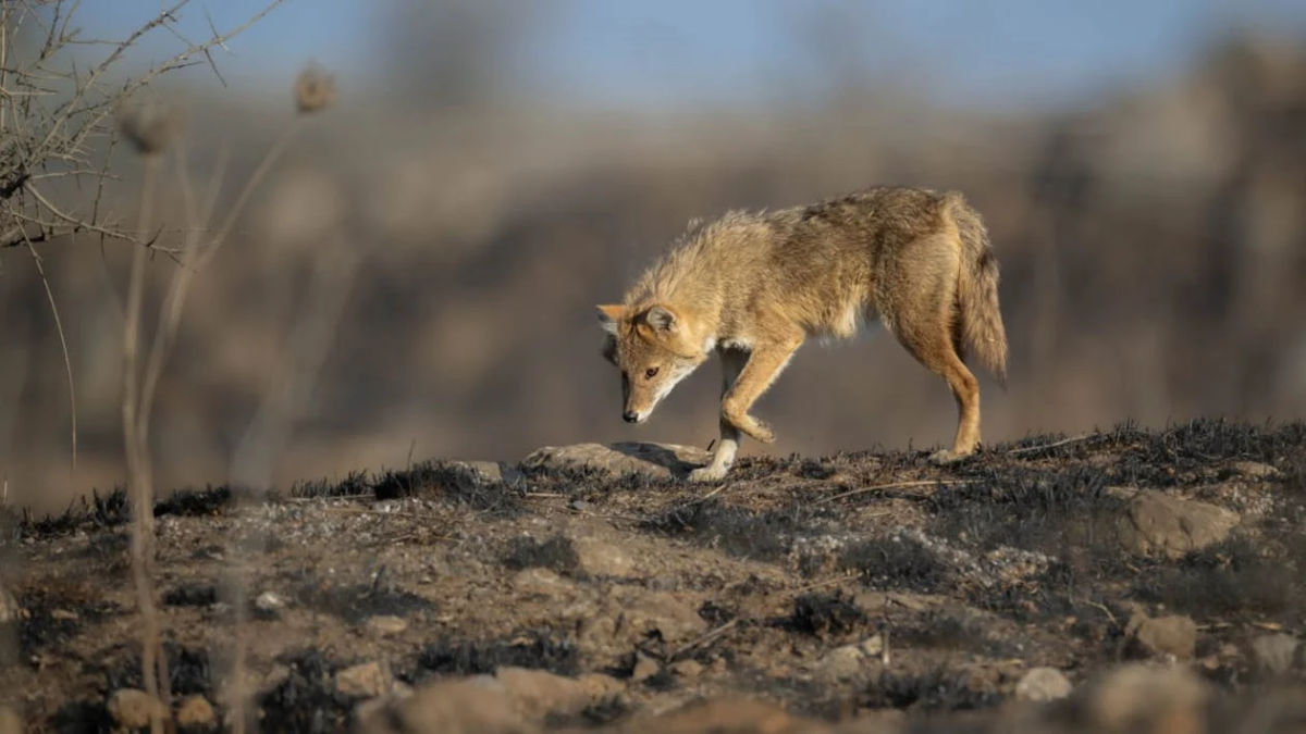 Can Coyotes Jump Fences Tips to Protect Your Property