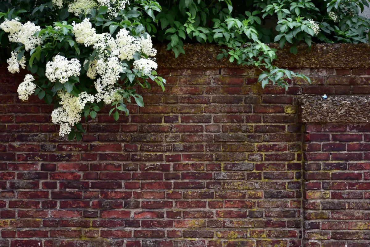 Brick wall with white flowers growing on top