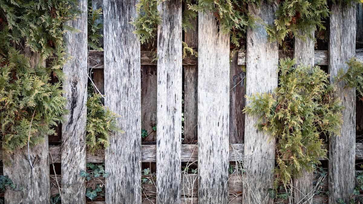 Featured image for “Top 9 Signs You Need a Fence Replacement”